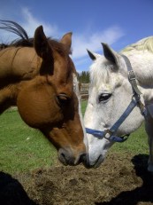 Strong-20110508-00111