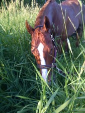 Strong-20110619-00415